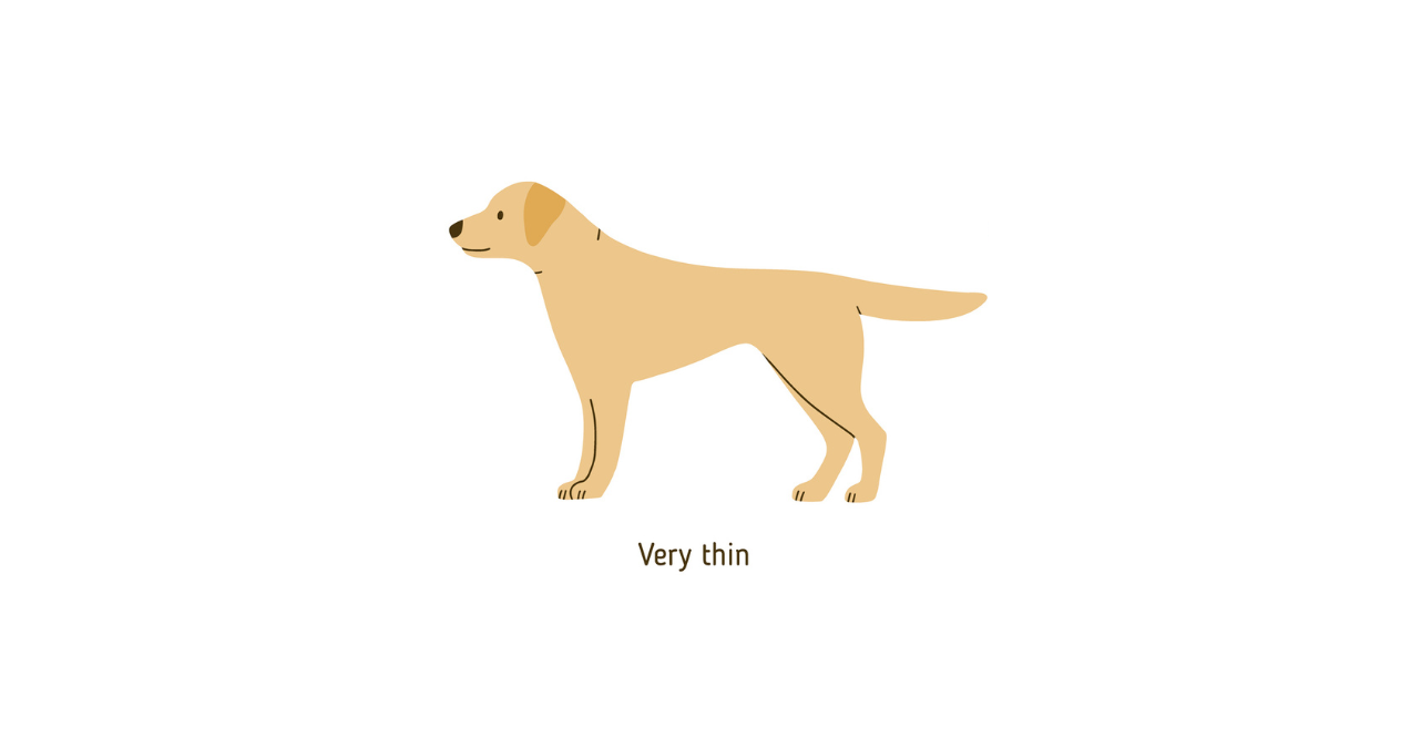 Illustration of a very thin dog, side view