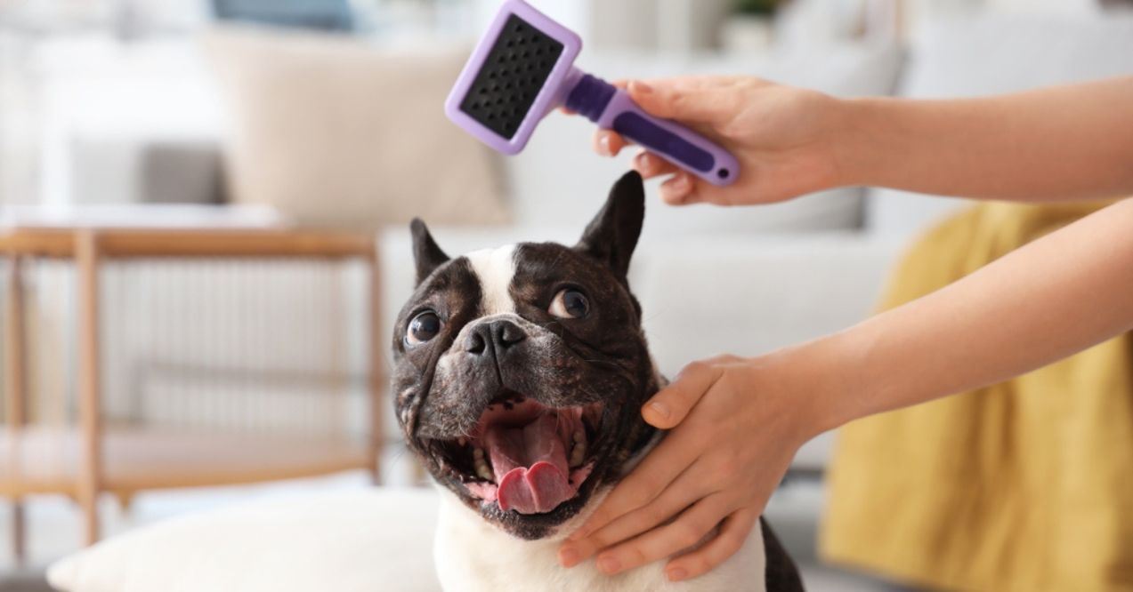 Owner brushing French Bulldog at home