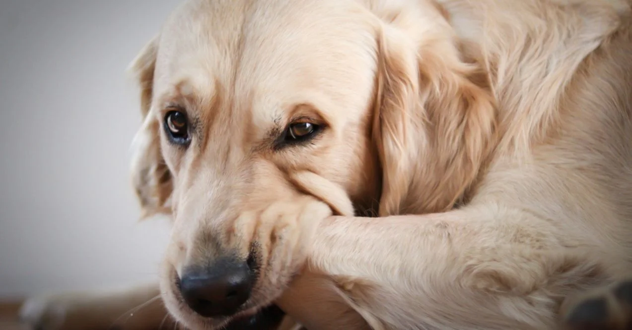 Golden retriever chewing on its paw while on the floor