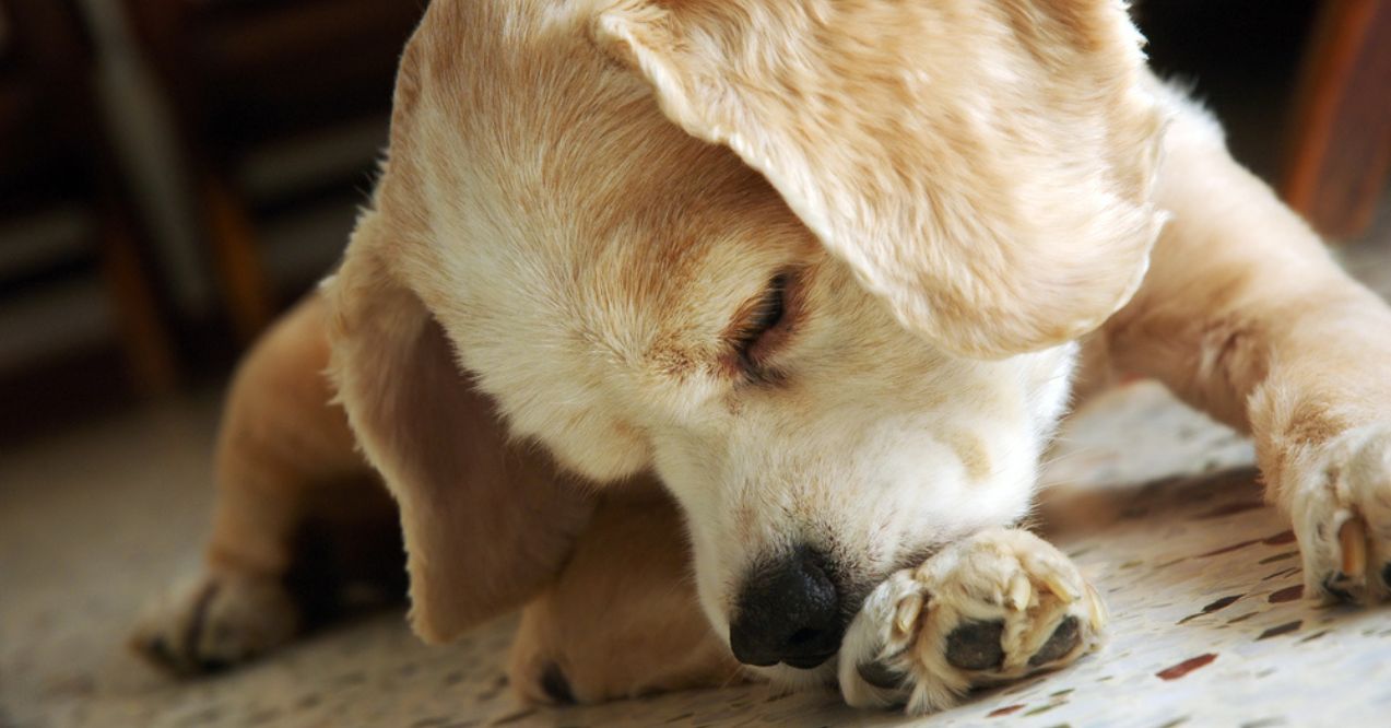 Dog chewing its paw while lying on the floor