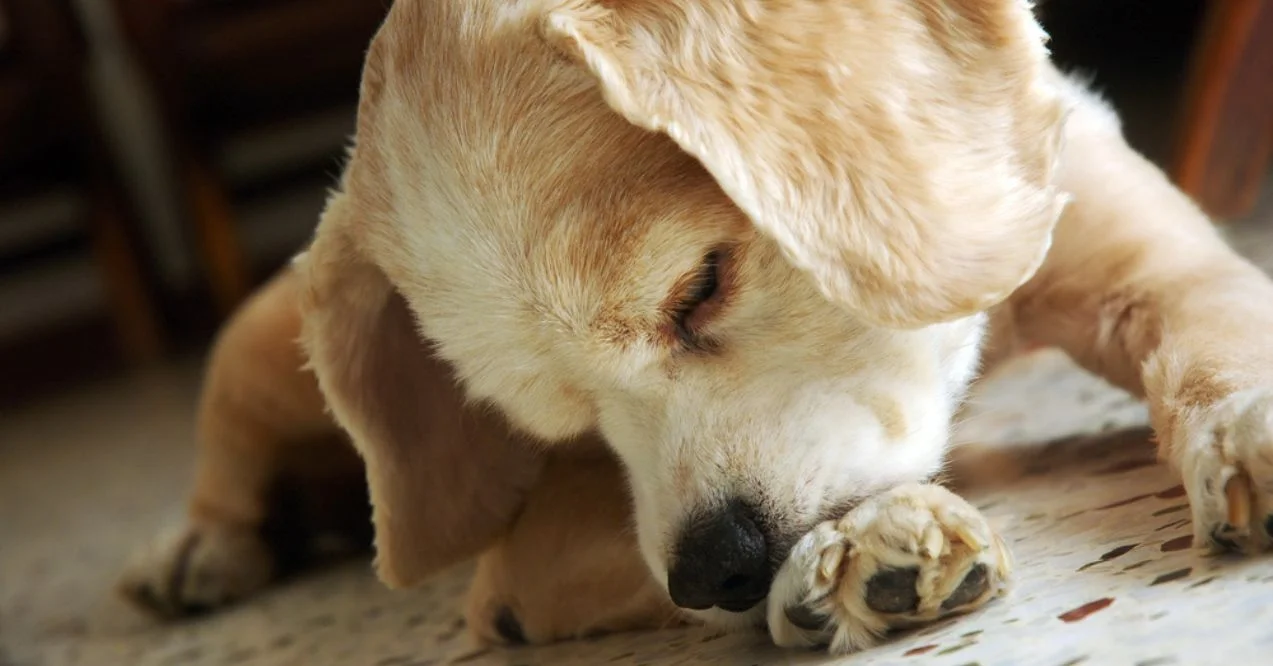 How to Stop Dogs From Chewing Paws?