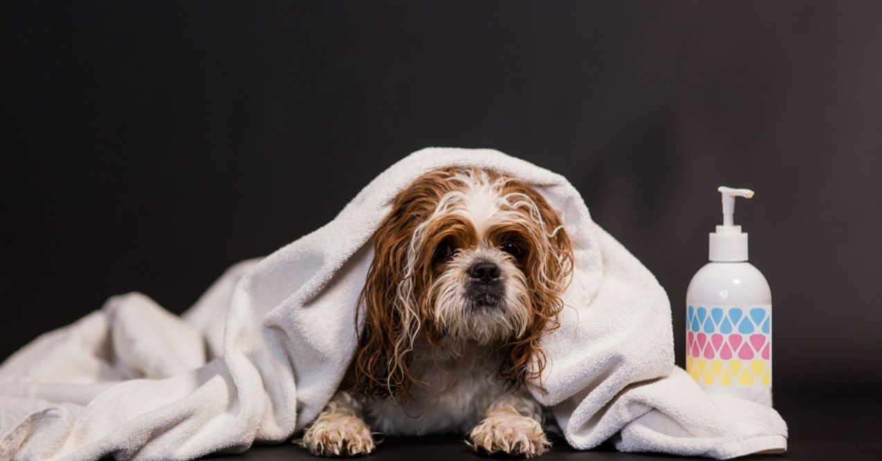 Shih tzu dog in a white towel