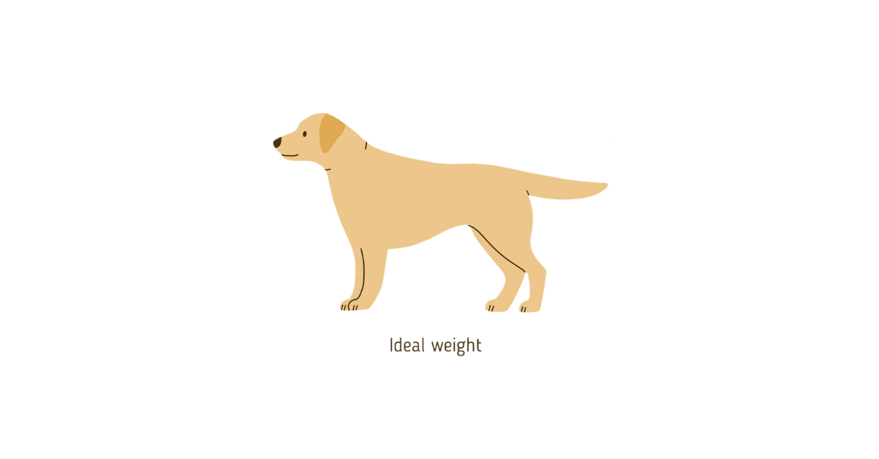 Illustration of an ideal weight dog, side view