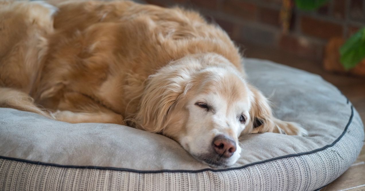 Senior golden retriever resting on a soft dog bed