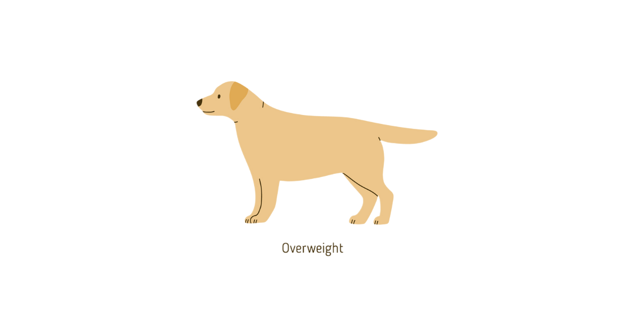 Illustration of an overweight dog, side view