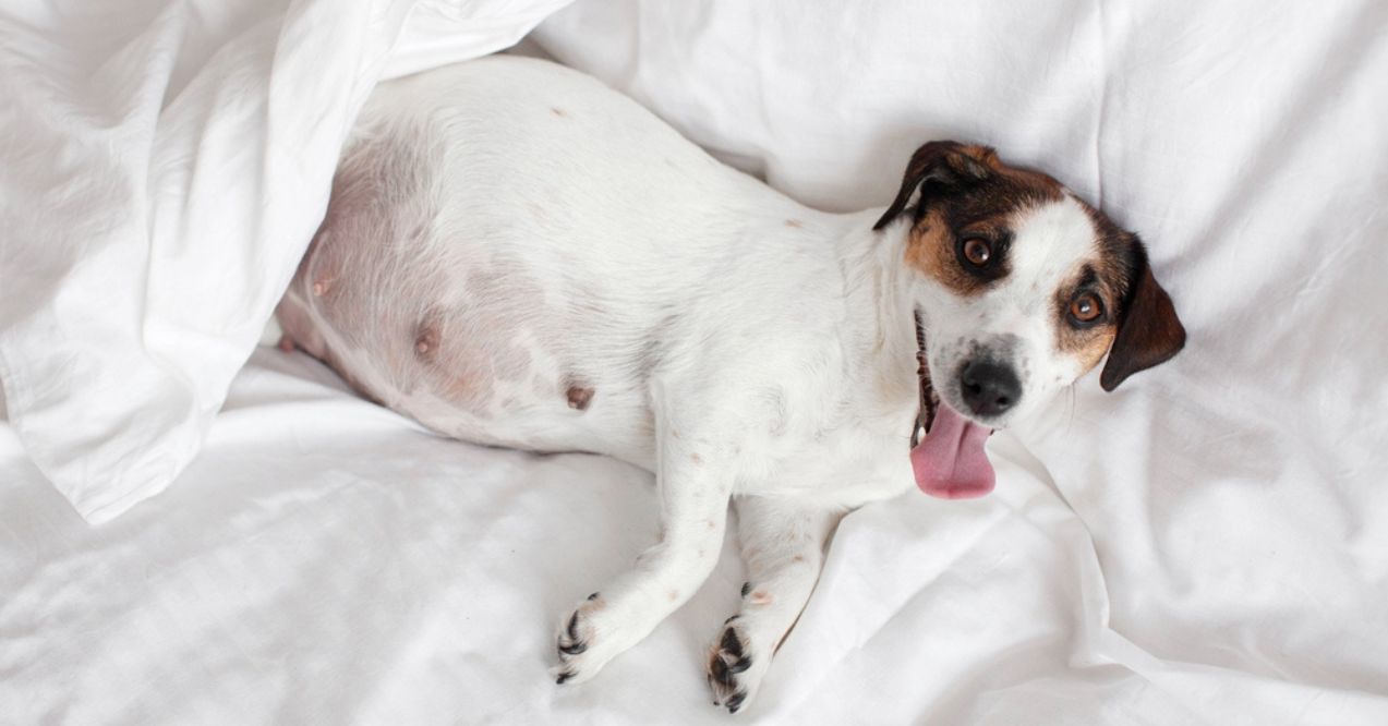 Pregnant Jack Russell Terrier lying on white sheets