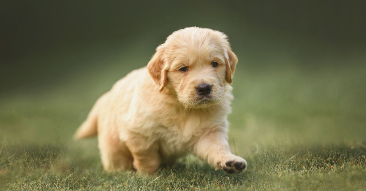 Golden retriever puppy walking on grass