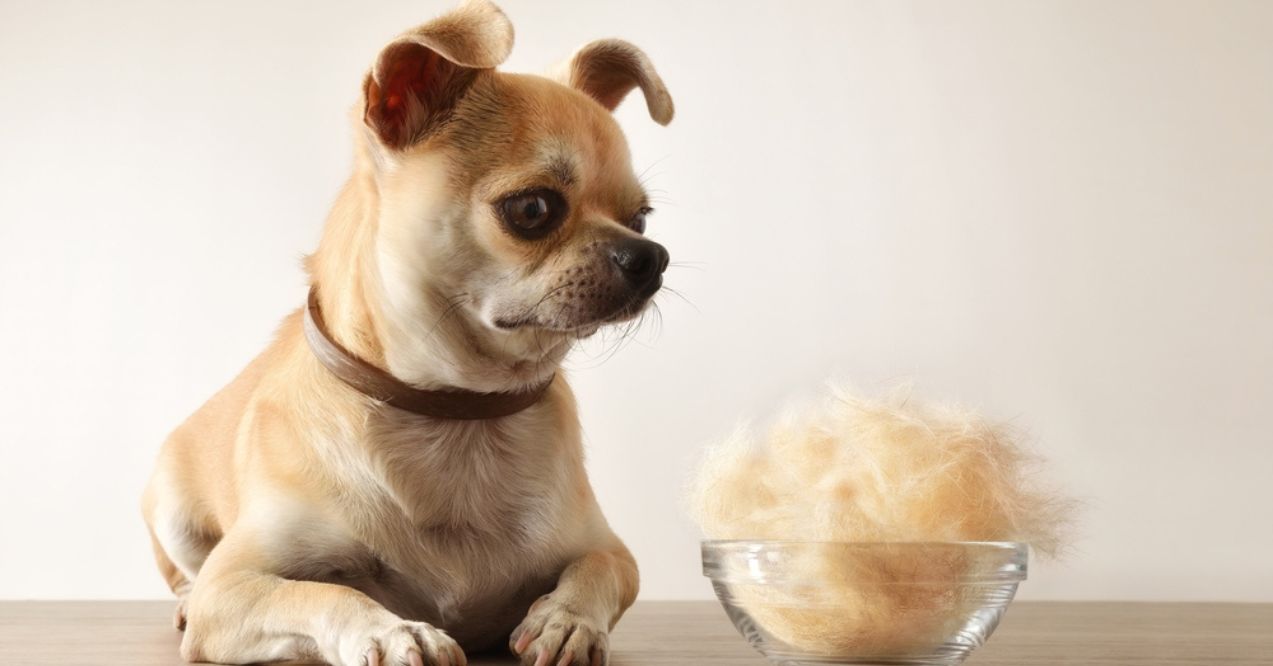 A chihuahua with a concerned expression looks at a bowl filled with a large clump of its own fur