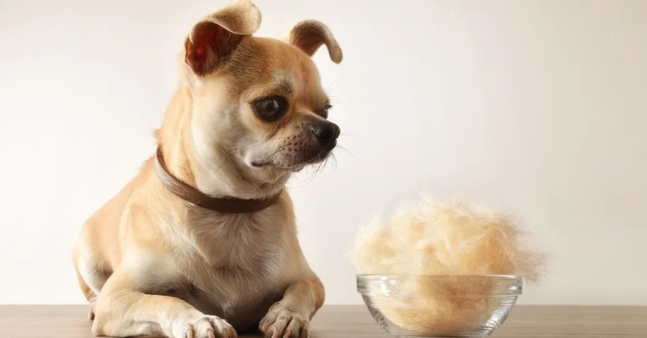 A chihuahua with a concerned expression looks at a bowl filled with a large clump of its own fur