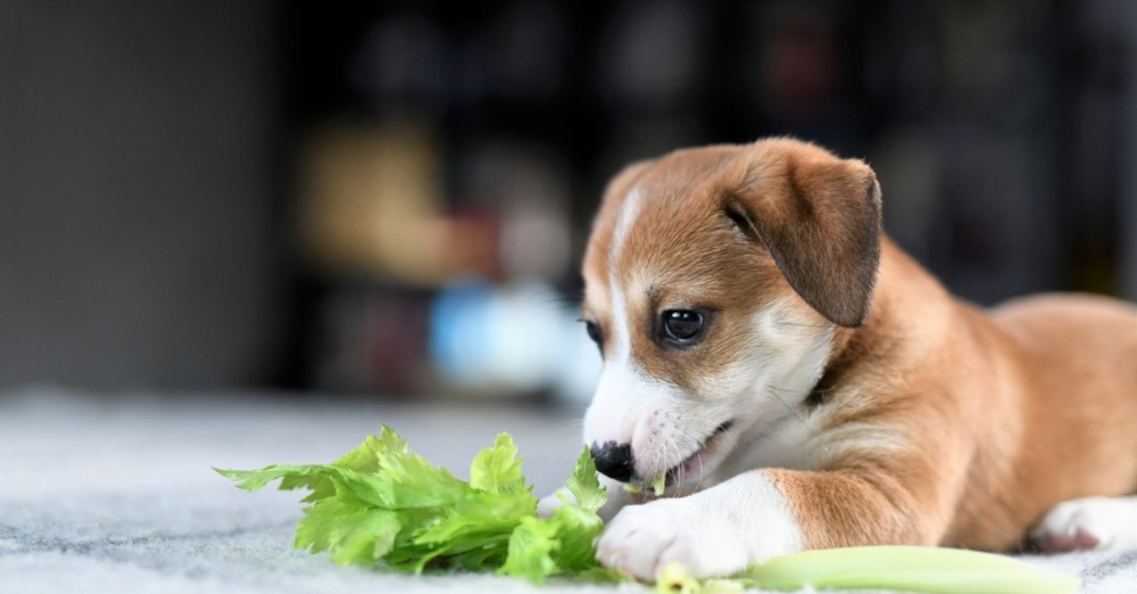 Puppy chewing on celery