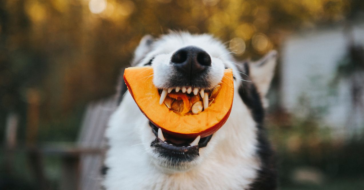 Dog holding a slice of pumpkin in its mouth