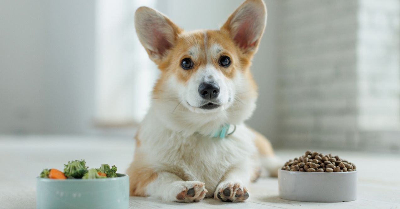 Corgi lying between bowls of vegetables and kibble