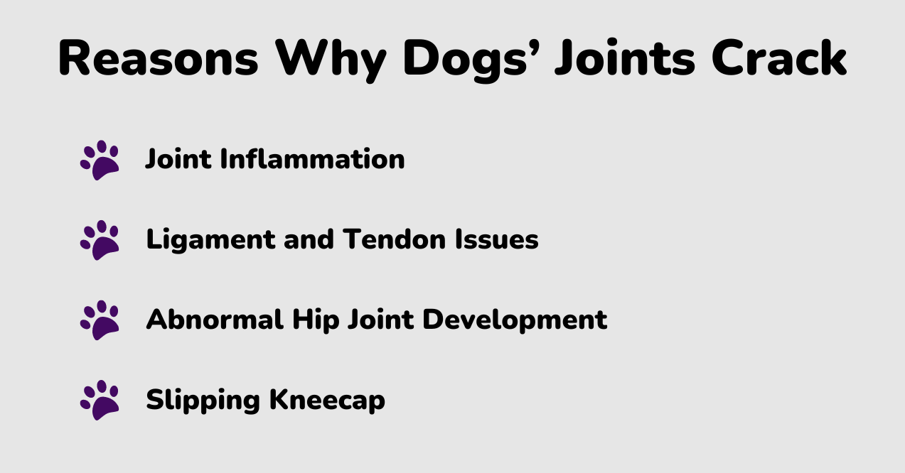 Four points of joint cracking in dogs infographic 