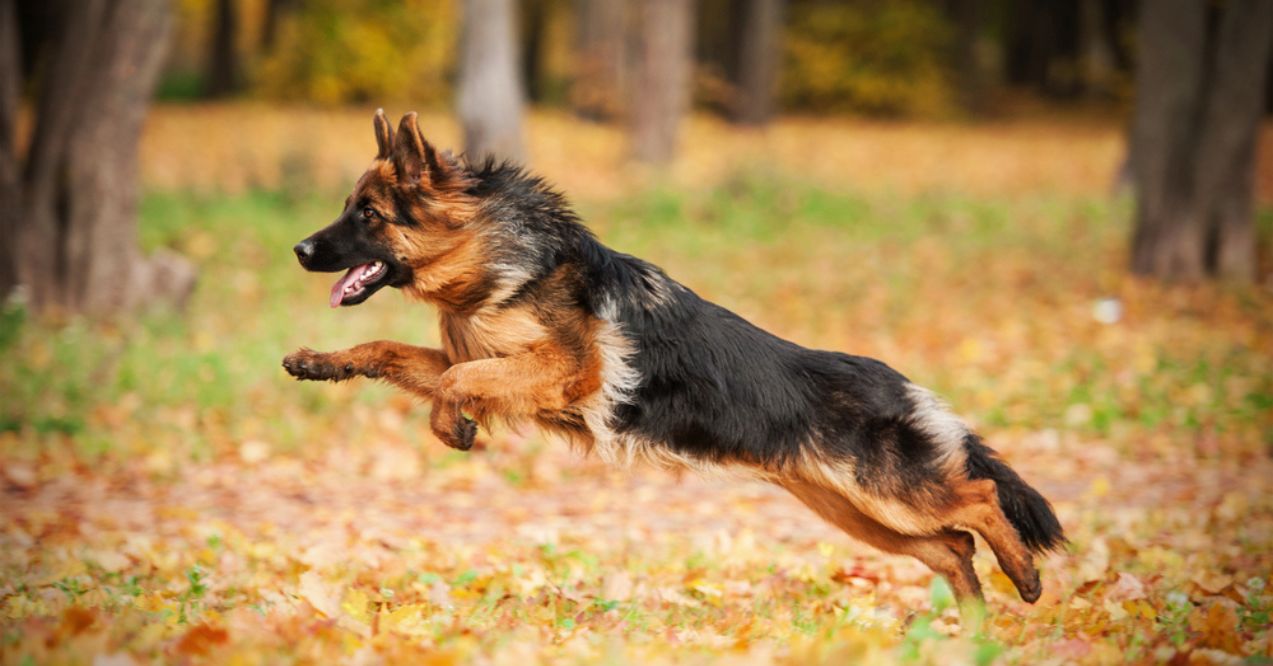 German Shepherd dog leaping in a forest during autumn