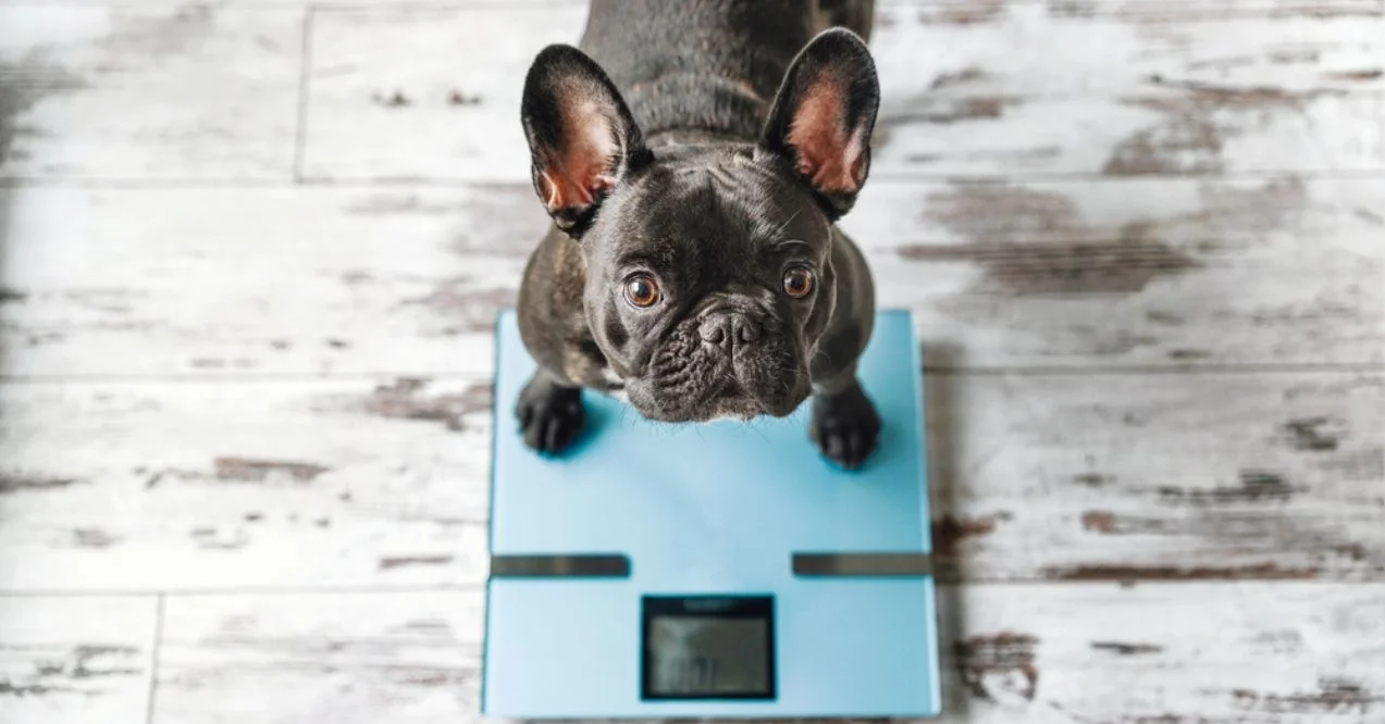 French Bulldog standing on a blue scale, looking up