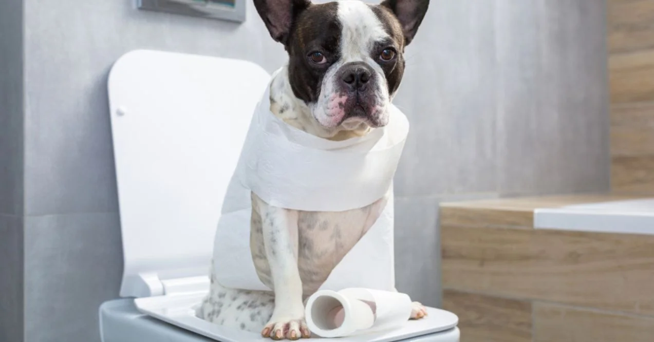 French Bulldog wrapped in toilet paper sitting on a toilet