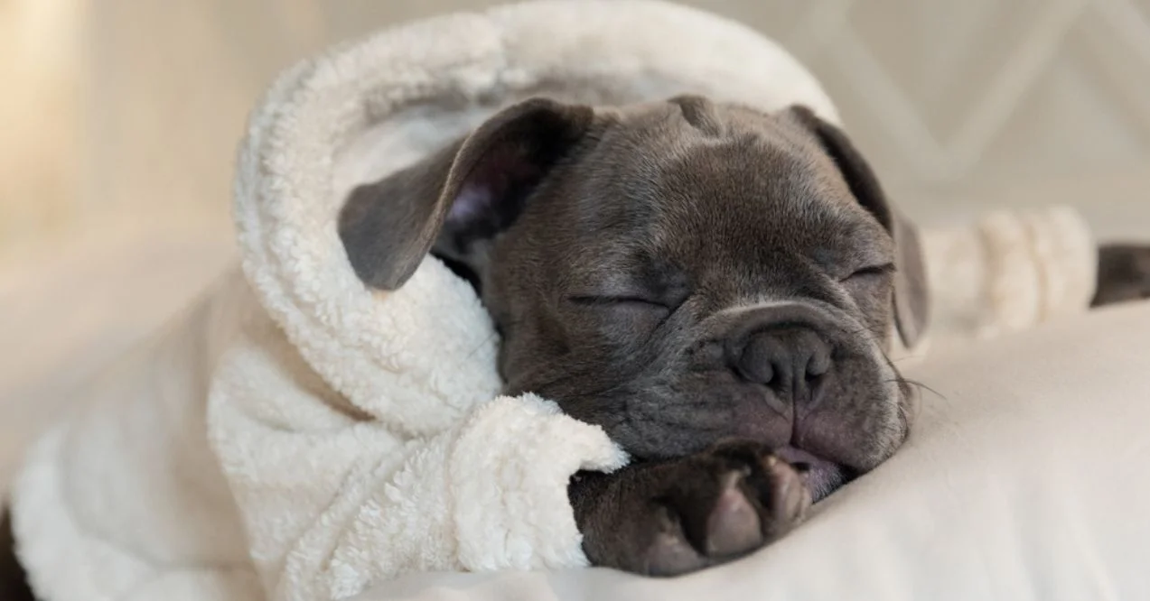 Sleeping puppy wrapped in a cozy white blanket