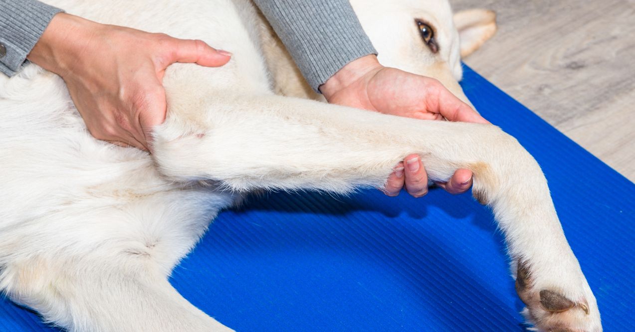 A person is gently holding and examining a dog's leg while the dog is lying on a blue mat