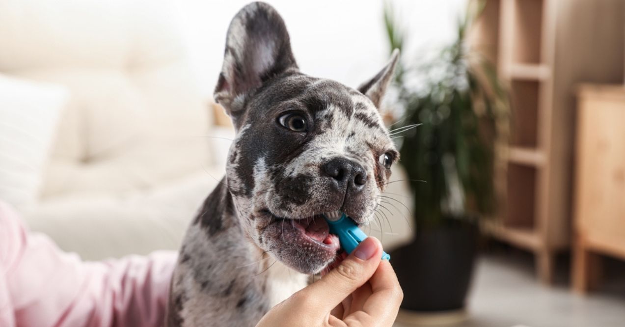 French bulldog's teeth being brushed with a blue toothbrush