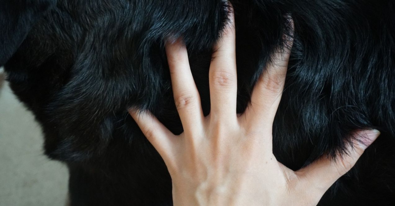 Hand stroking the shiny black fur of a dog