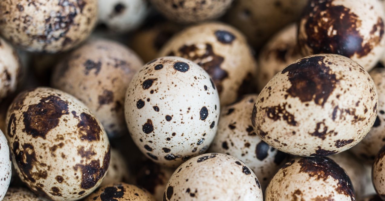 Close-up of quail eggs