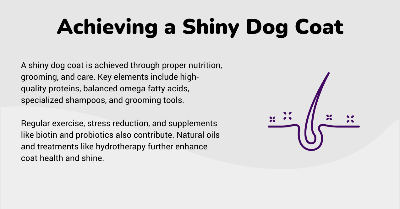 Infographic with tips on dog coat care