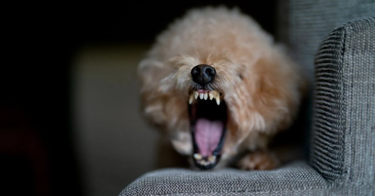 Poodle snarling with teeth bared