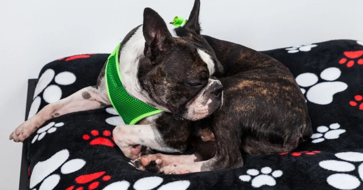 Boston Terrier dog in a green harness sitting on a paw print blanket