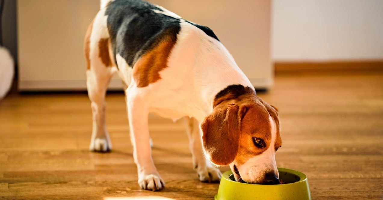 Beagle dog eating from a green bowl