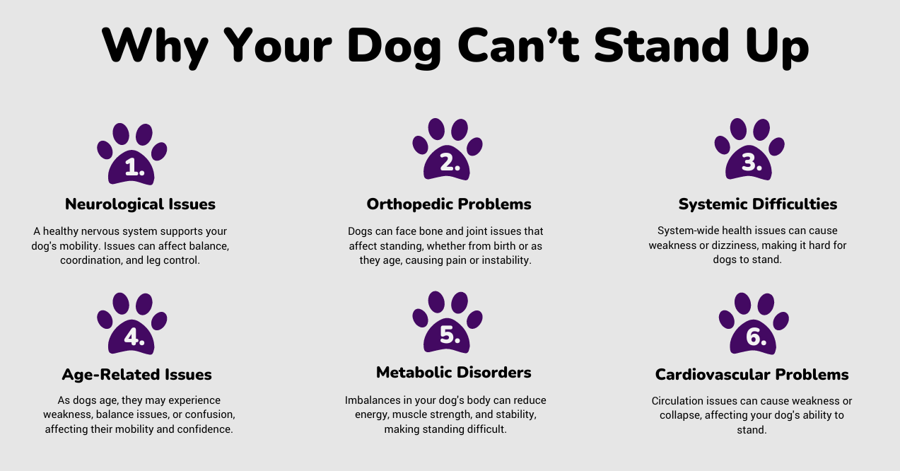 Infographic on reasons for dog having problems standing up