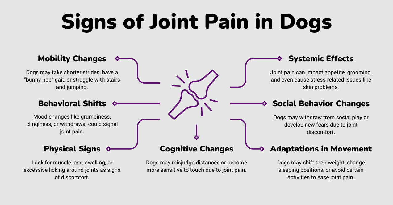 Infographic on common signs of joint pain in dogs