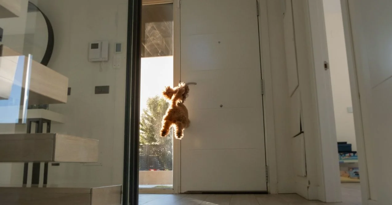 Poodle jumping mid-air reaching for the door handle