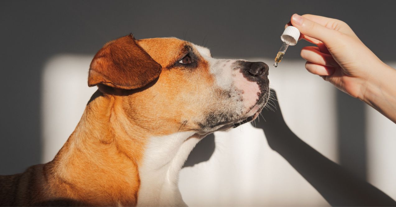 Person administering oil drops to a dog for dry skin treatment