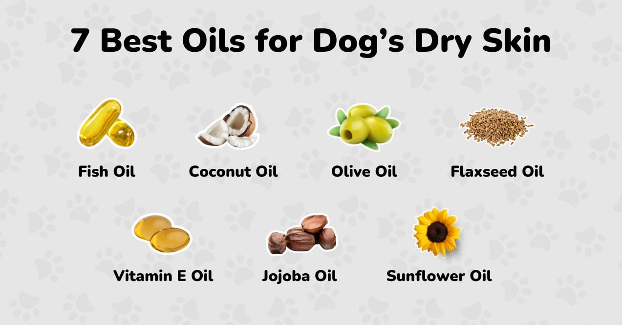 Infographic showcasing the 7 best oils for dog's dry skin