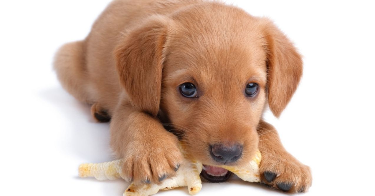 Puppy chewing on a chicken foot treat