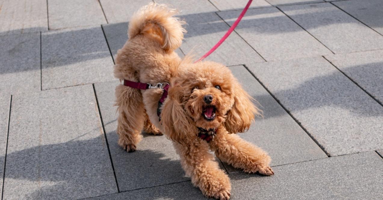 Poodle on a leash crouching with a startled expression