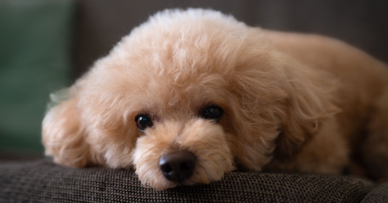 Small fluffy poodle resting with head on the couch