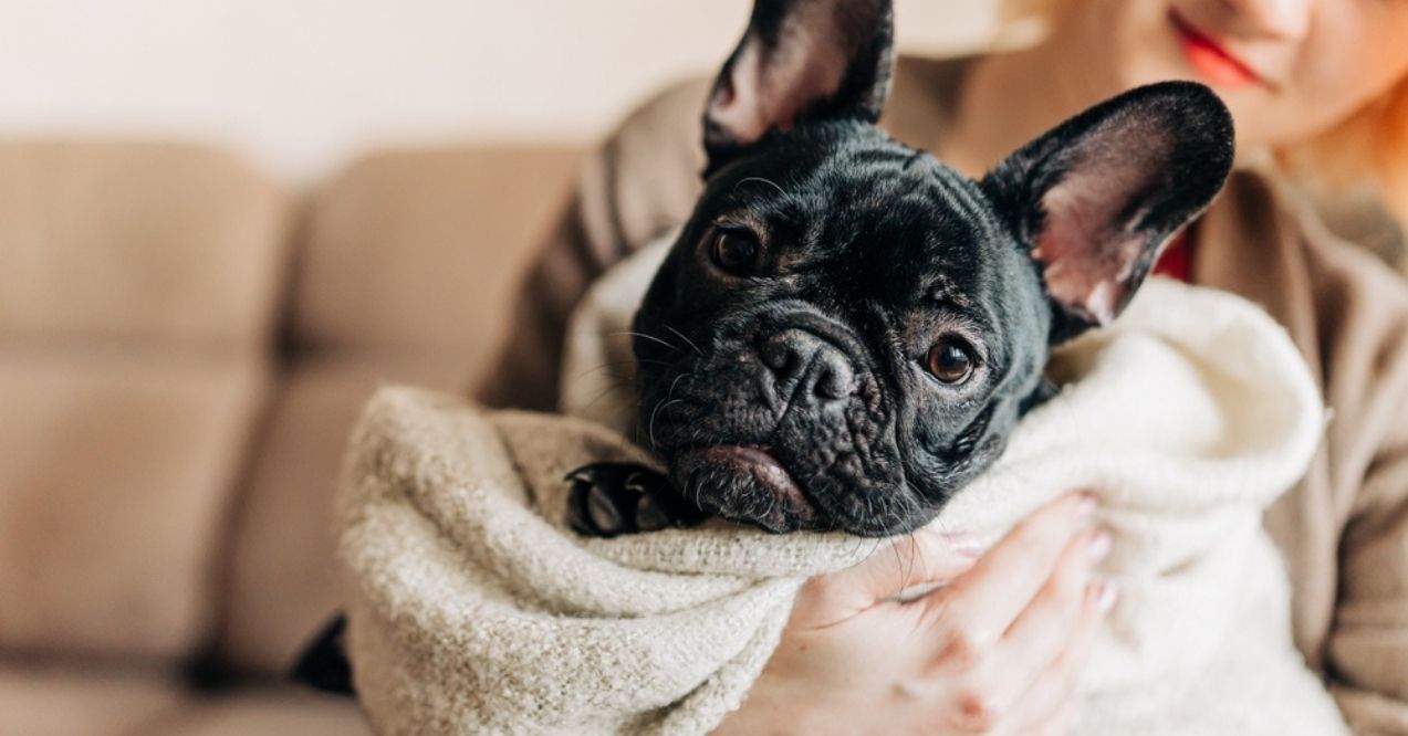 Woman holding a French Bulldog wrapped in a blanket