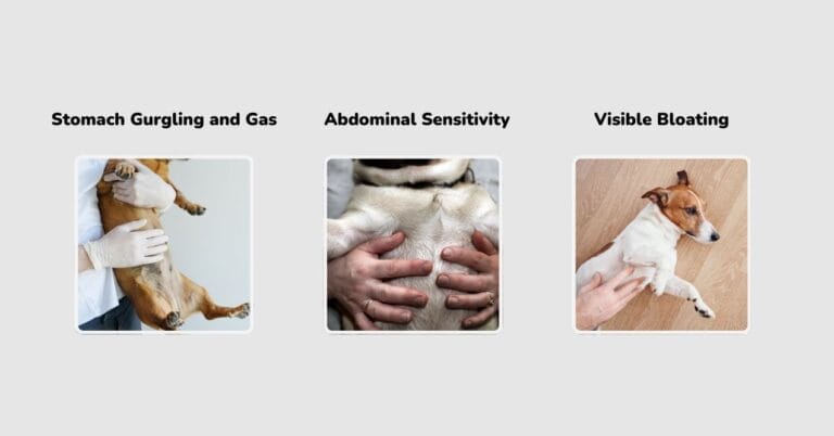 Image showcasing 11 Signs of an Upset Stomach in Dogs | PetMade