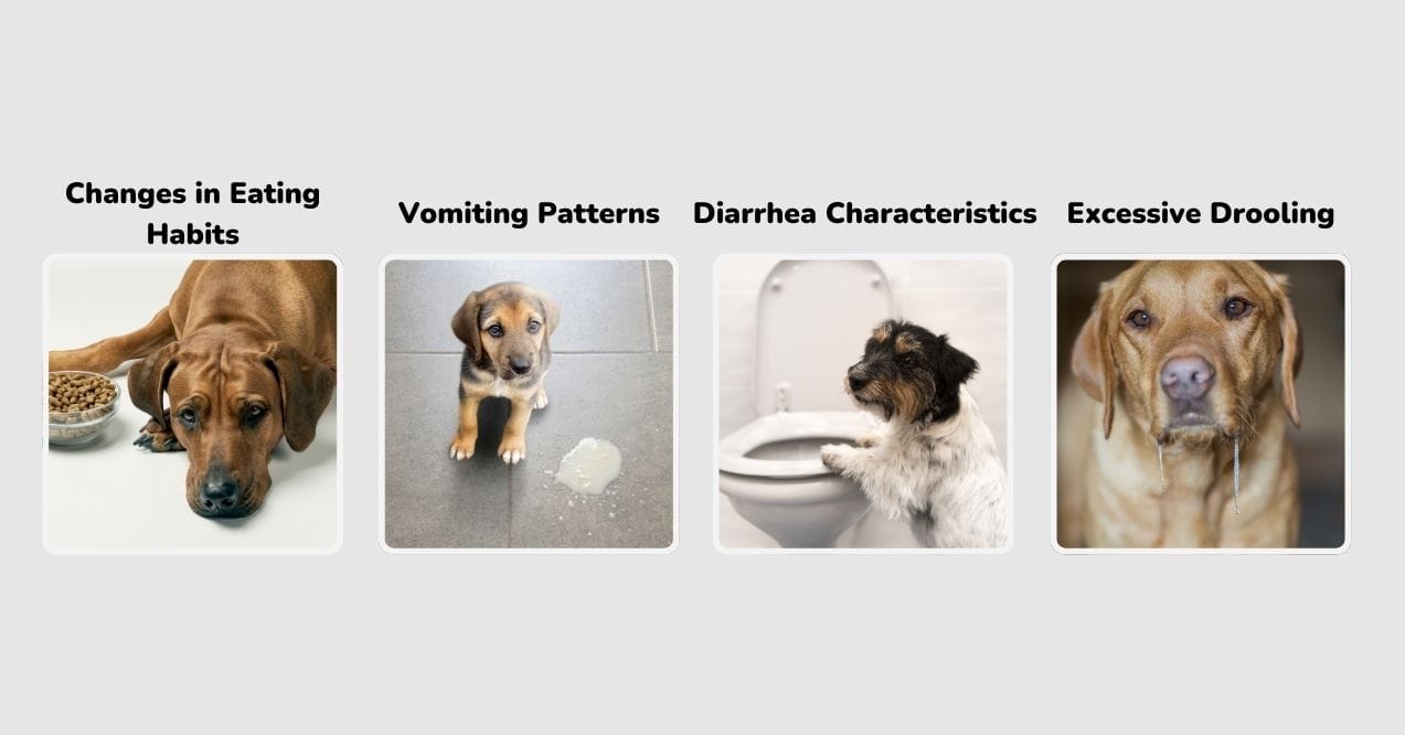 Common upset stomach symptoms in dogs