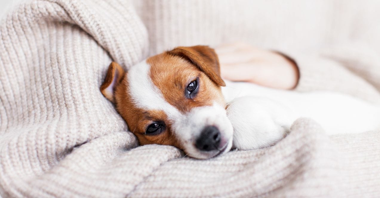 11 Signs of an Upset Stomach in Dogs