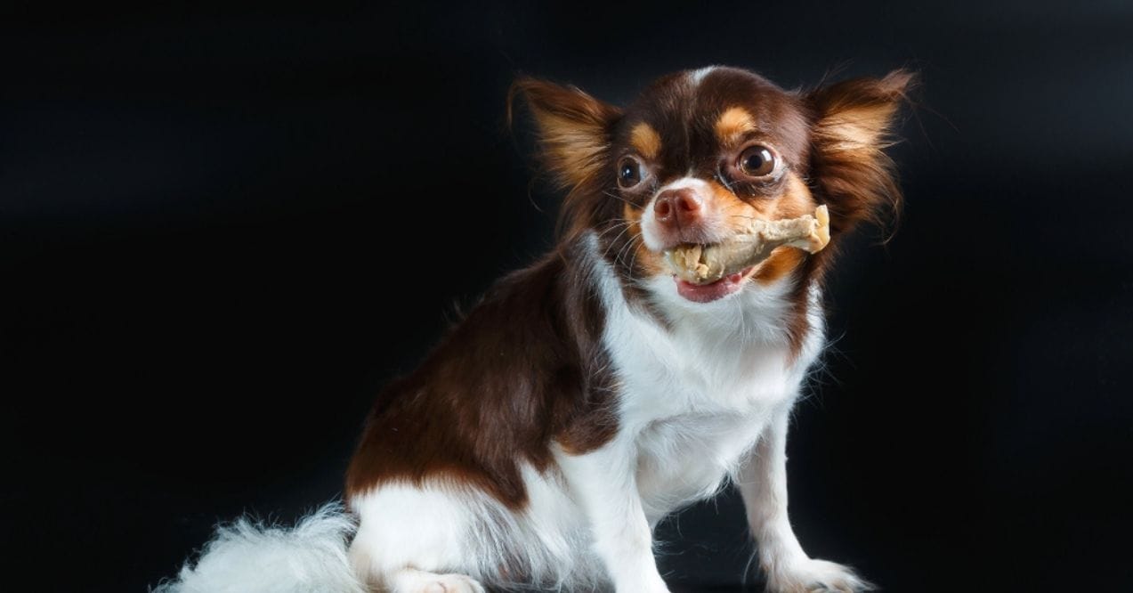 Are Chicken Bones Bad for Dogs?