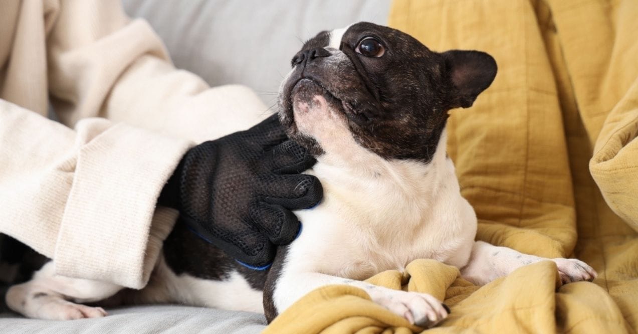 French bulldog being brushed with a grooming glove