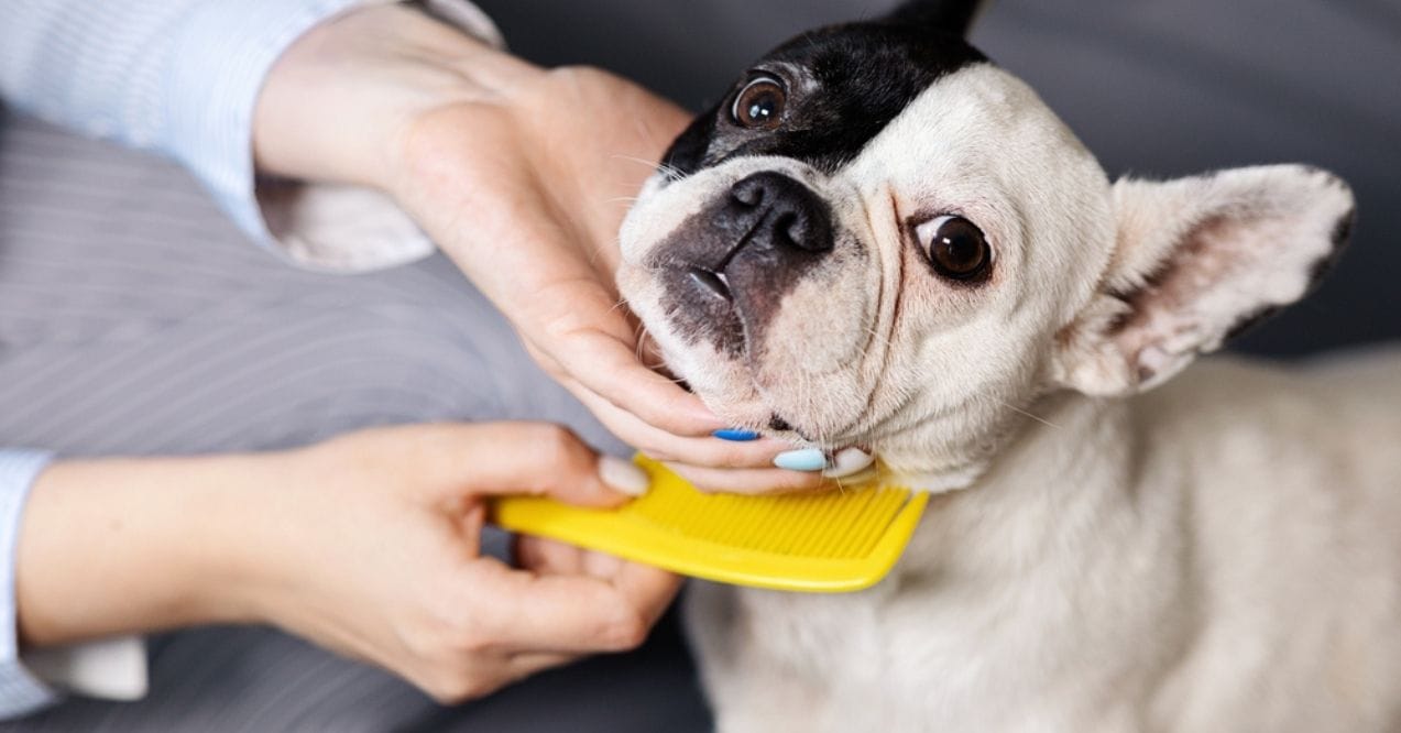 French bulldog being gently combed with a yellow brush