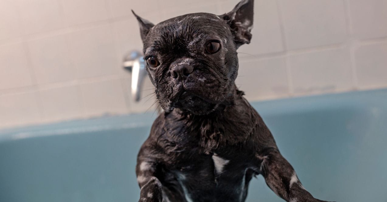 French bulldog in the bath, covered in soap and water