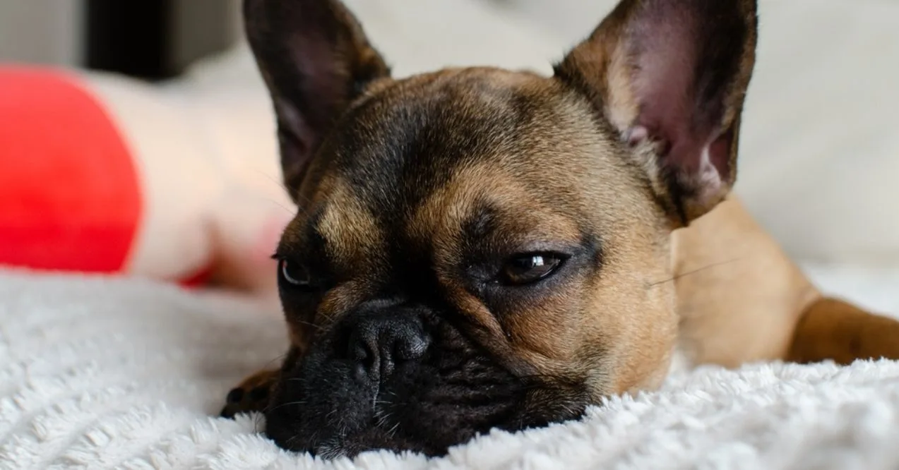 French bulldog resting on a soft blanket