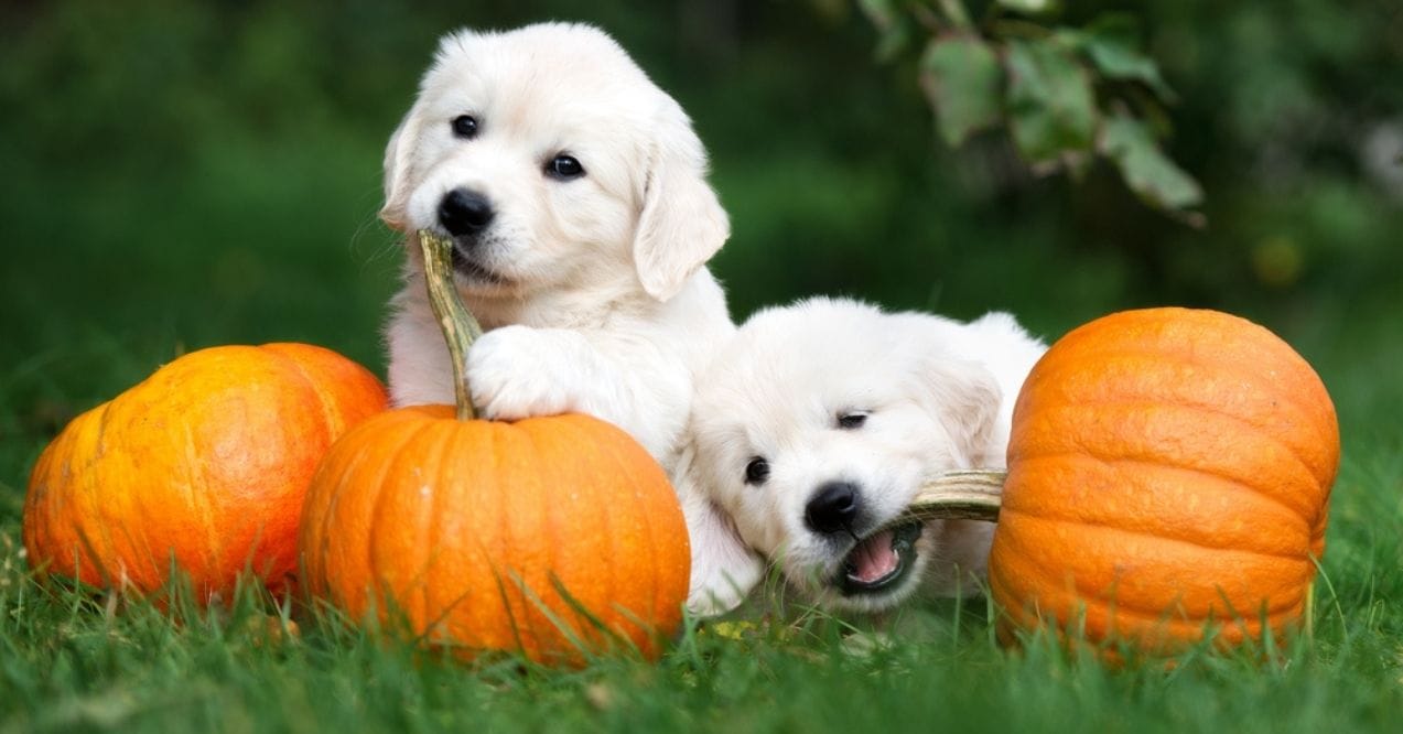 Golden retriever puppies chewing pumpkin stems