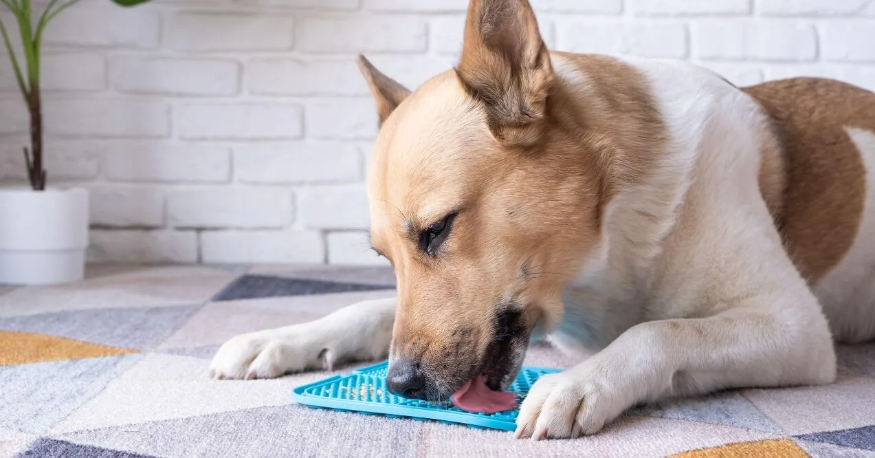 Dog licking a blue lick mat placed on the floor