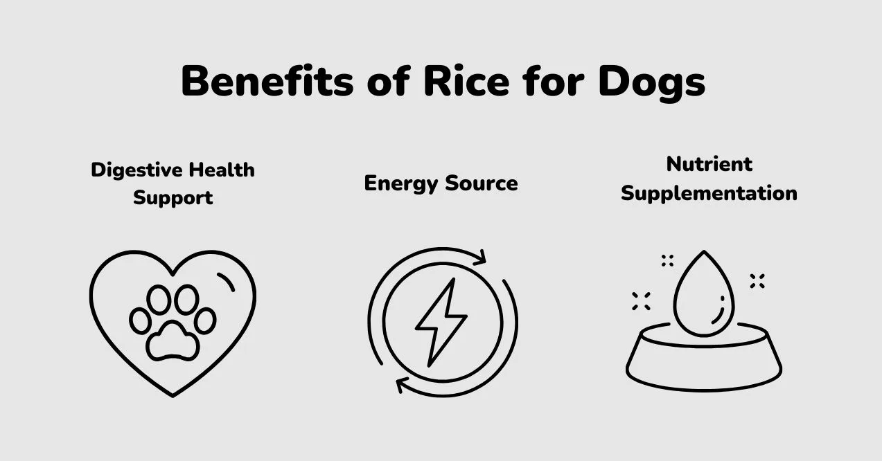 Illustration showing benefits of rice for dogs: digestive health, energy, and nutrients