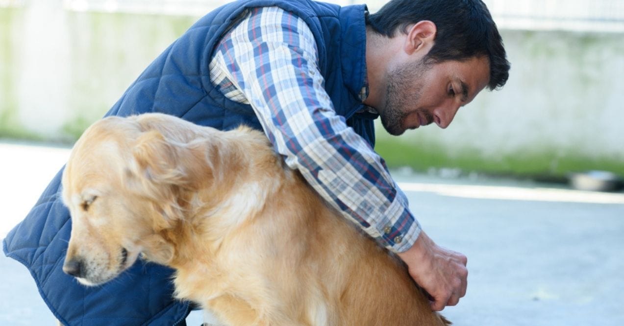 Veterinarian closely inspecting a dog's fur